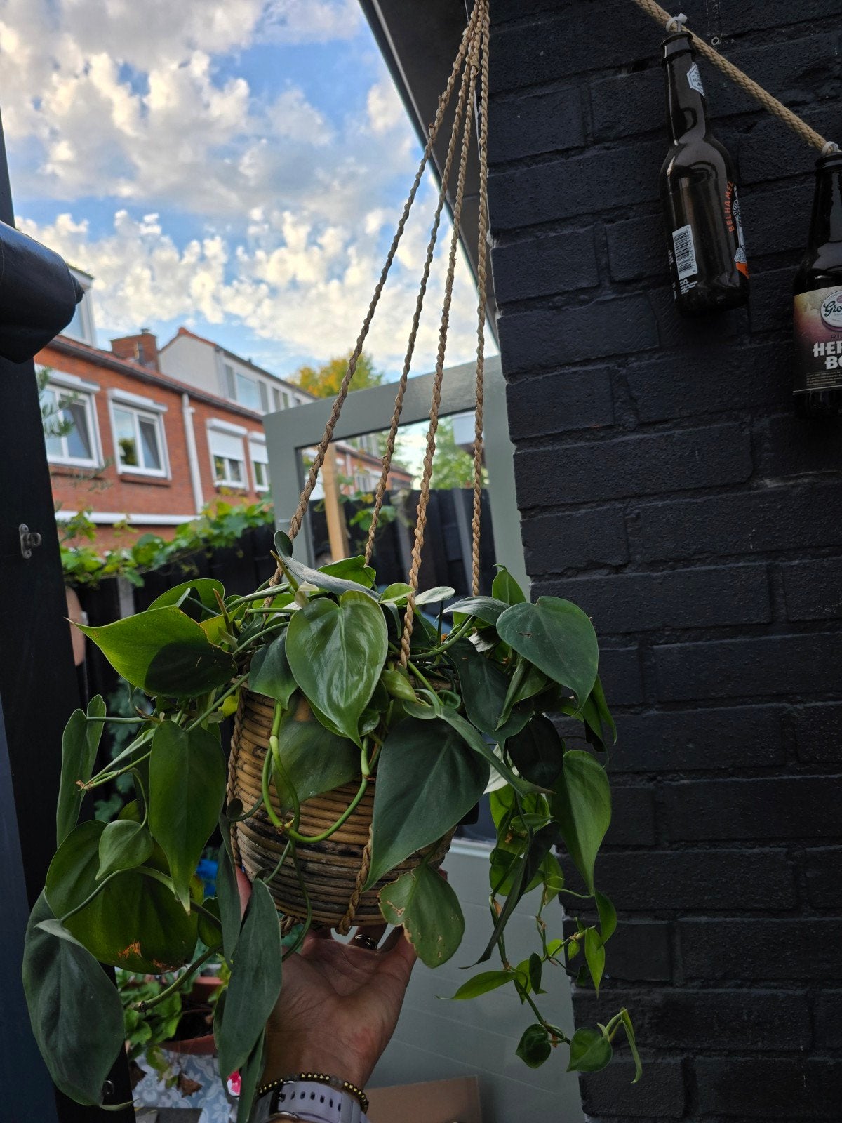 Leuke hangplant in hangende pot, Ophalen, Halfschaduw, Minder dan 100 cm