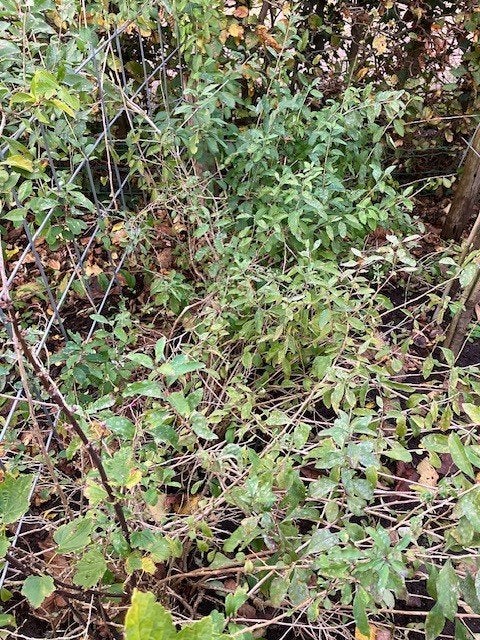 Lycium barbarum of goyabes, Tuin en Terras, Ophalen, Overige soorten, Struik, Minder dan 100 cm