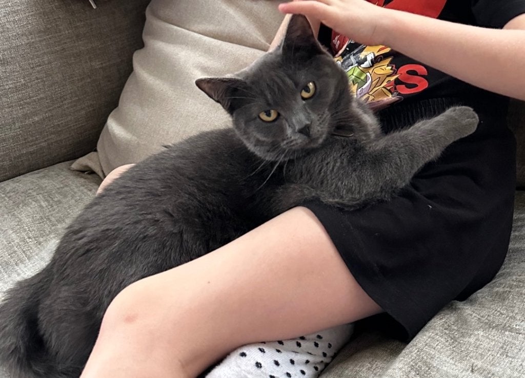 Lieve poes zoekt nieuw baasje, Dieren en Toebehoren, Katten en Kittens | Overige Katten, Poes, Kortharig, 0 tot 2 jaar