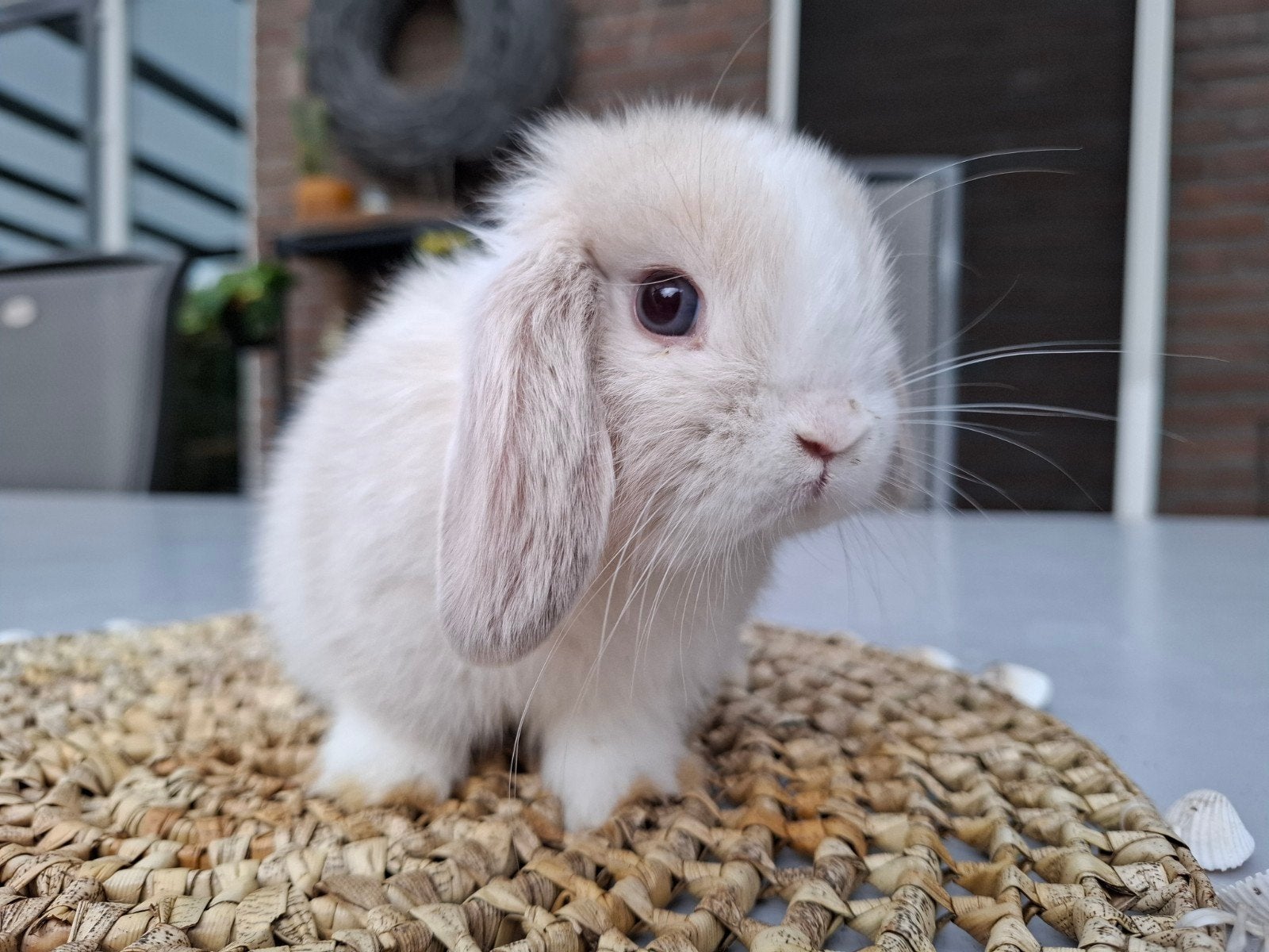 Prachtig raszuiver minilop konijntje gevaccineerd!, Dieren en Toebehoren, Konijnen, Meerdere dieren, Dwerg, Hangoor