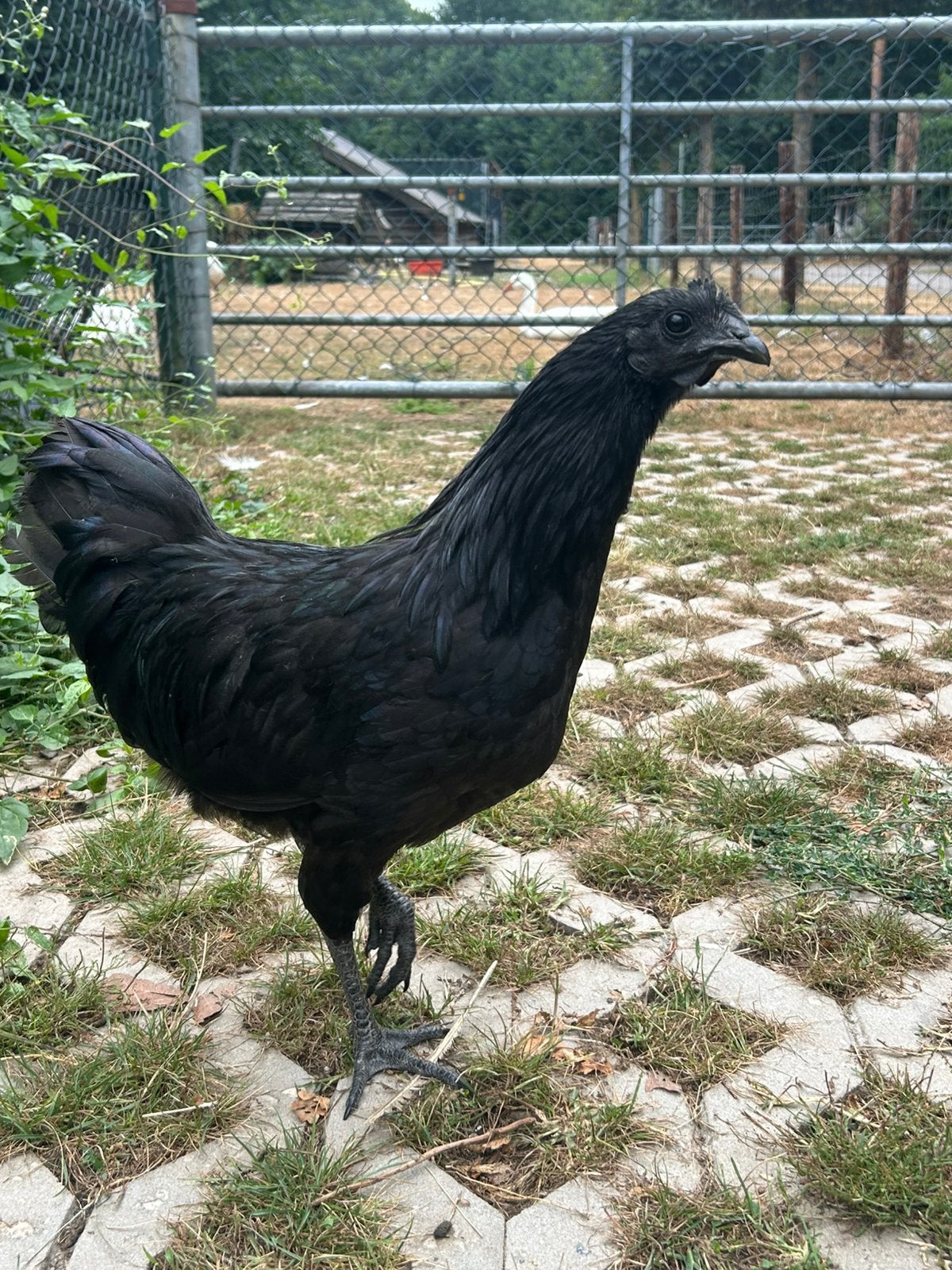 Ayam Cemani Hanen, Mannelijk, Kip