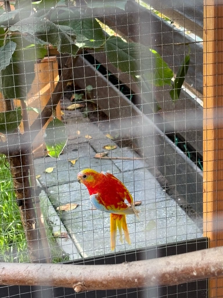 Gezocht turquoisine parkieten mannen, Dieren en Toebehoren, Mannelijk, Parkiet, Geringd