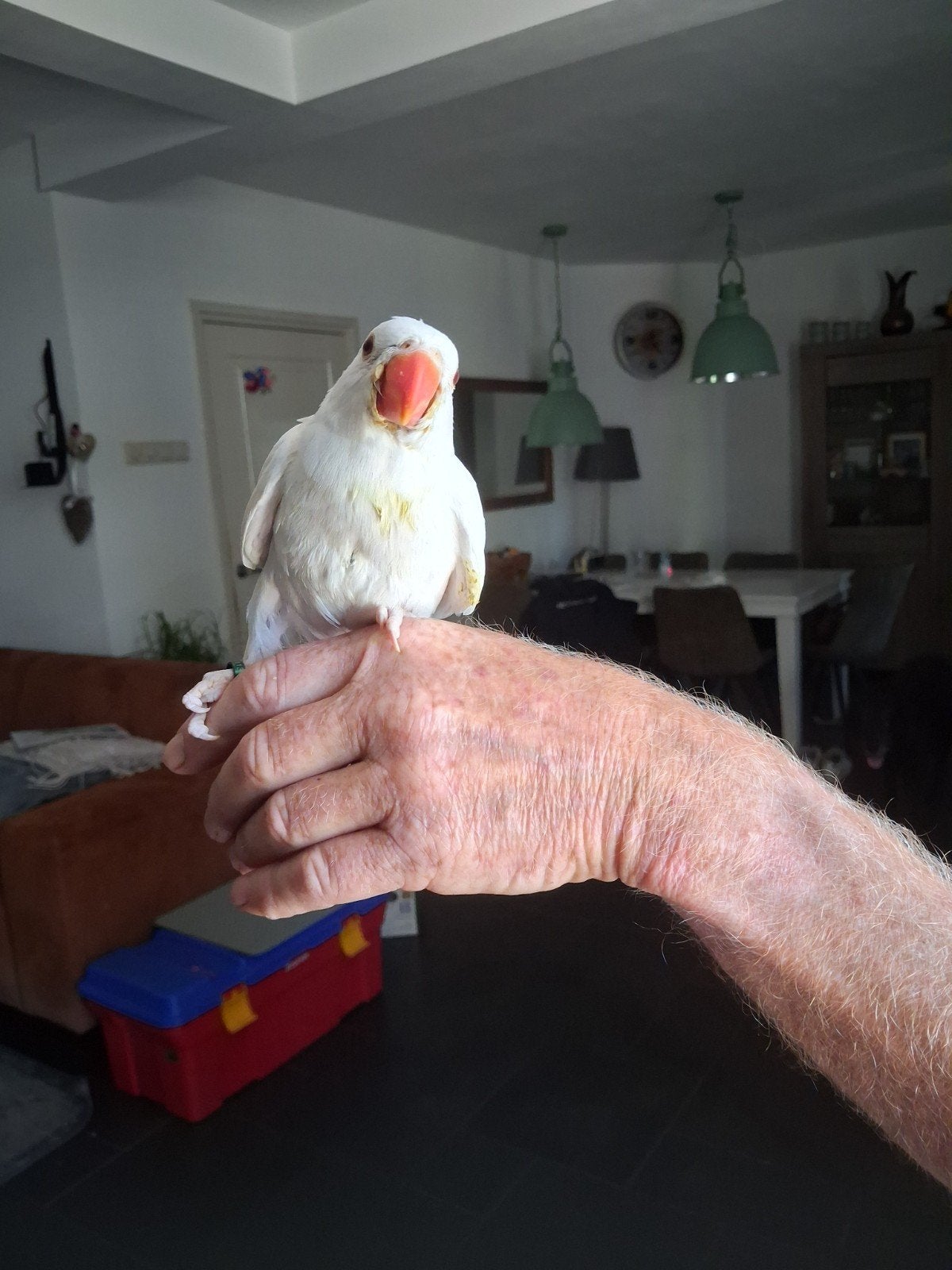 Jonge halsband, Geslacht onbekend, Parkiet, Tam