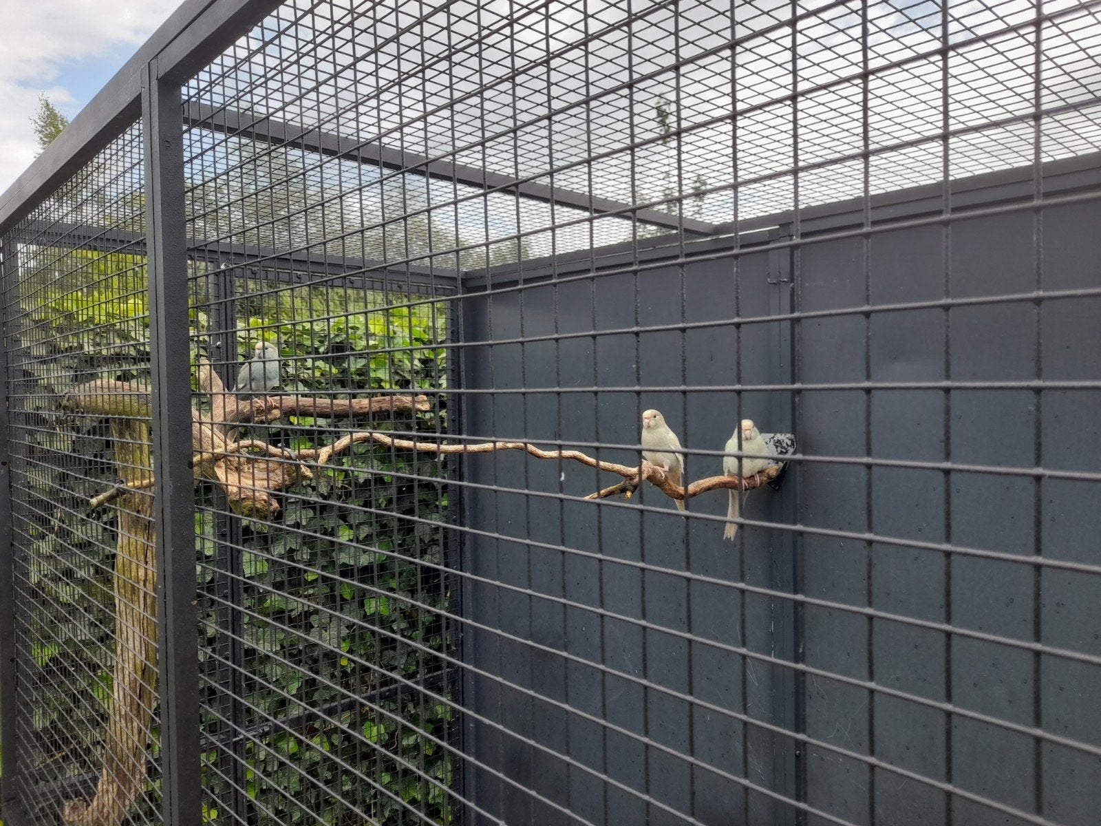 Kakariki 4 stuks, Dieren en Toebehoren, Vogels | Parkieten en Papegaaien, Meerdere dieren, Parkiet, Geringd