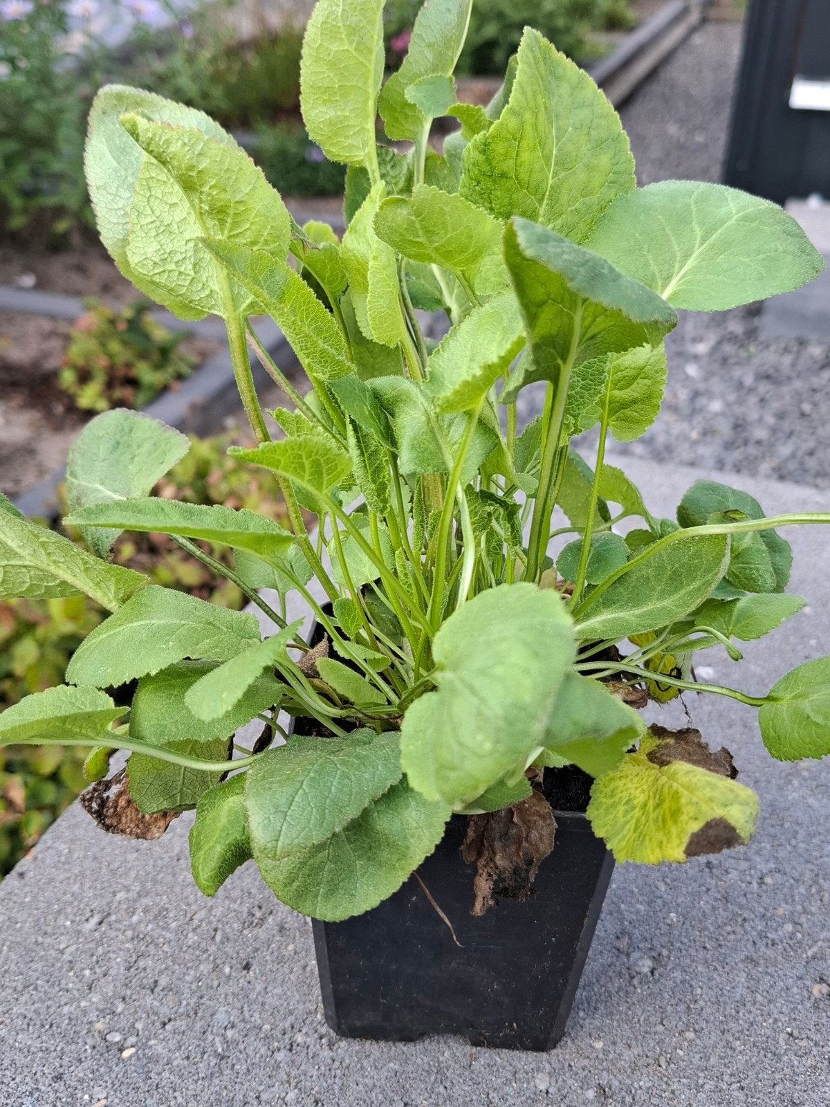 Campanula Glomerata Superba - P9 pot, Volle zon, Vaste plant, Lente, Ophalen