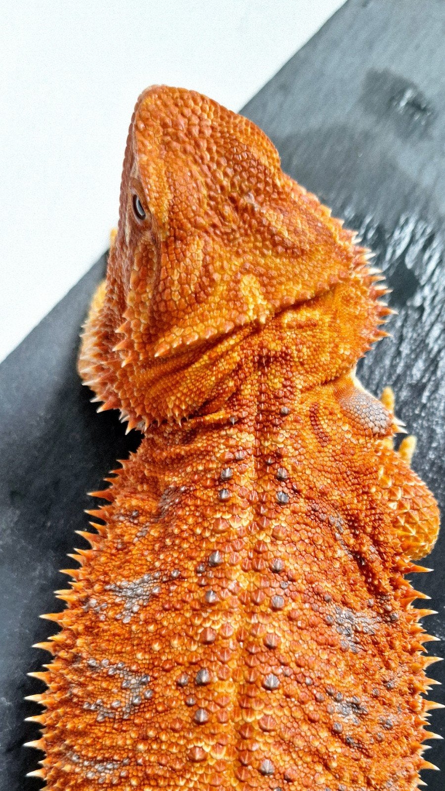 Orange Hypo het. Trans/Albino T+ purple bar
Baardagaam vrouw, Dieren en Toebehoren, Reptielen en Amfibieën, Hagedis, Tam, 0 tot 2 jaar