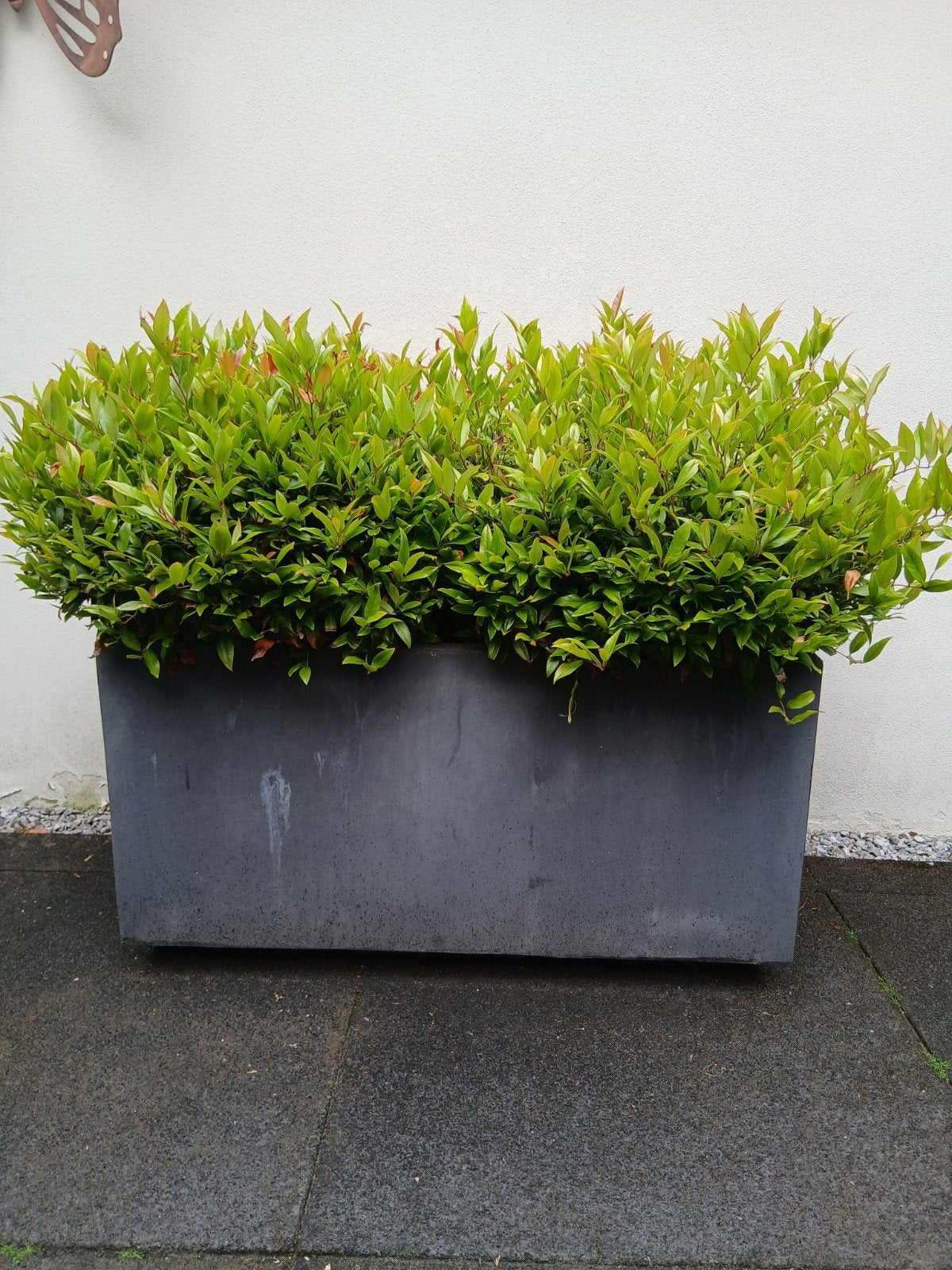 Plantenbak met Leucothoe planten., Ophalen, Kunststof