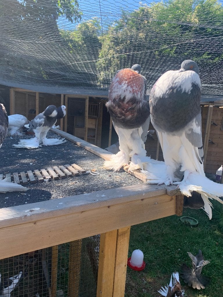 Blauwe pommerse kroppers, Meerdere dieren, Kropper