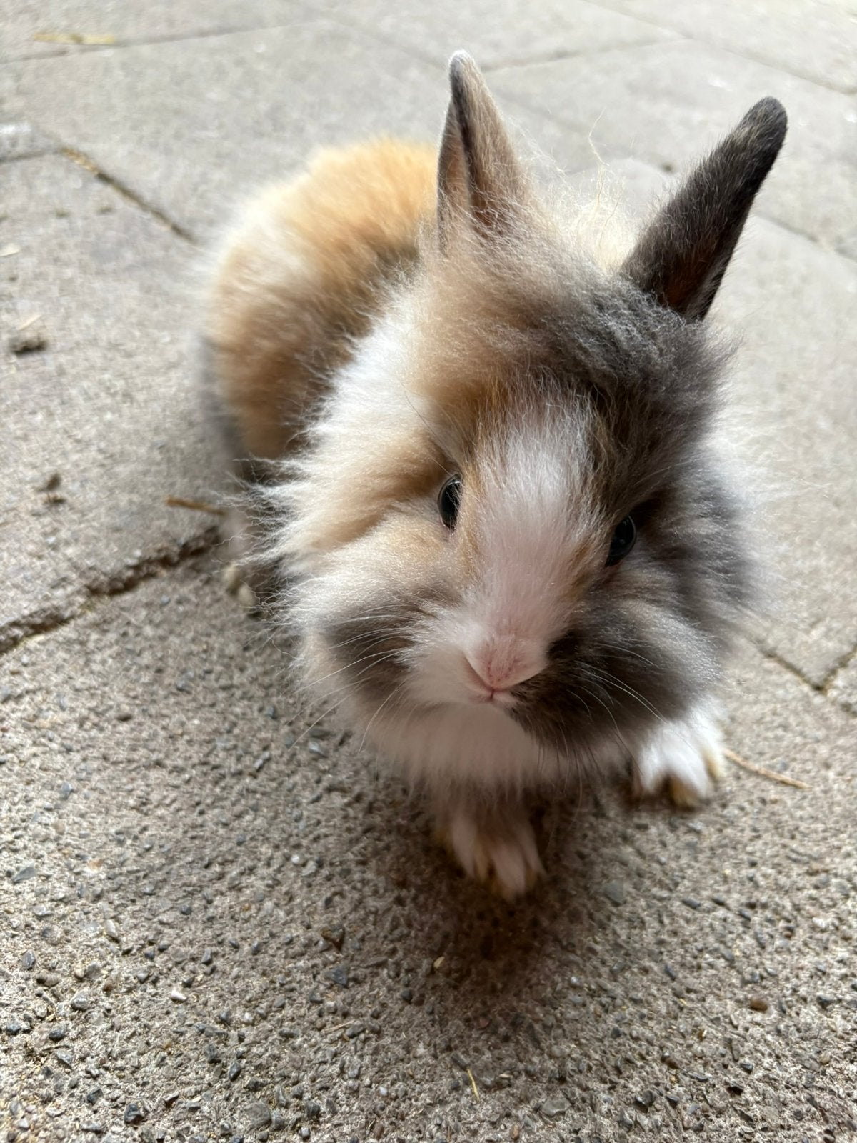 Dwergkonijntje leeuwenkopje, Dieren en Toebehoren, Konijnen, Meerdere dieren, Dwerg