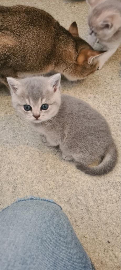 Brits korthaar kittens, Meerdere dieren, Kortharig, 0 tot 2 jaar