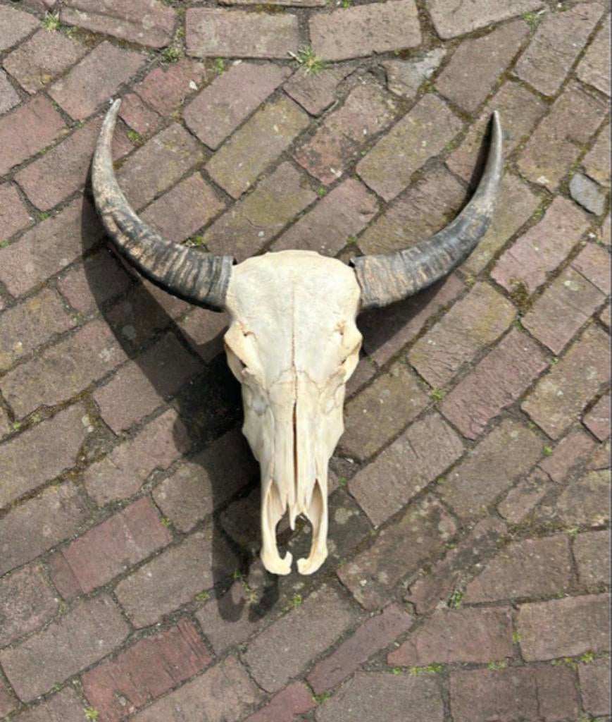 Runderschedel/longhorn met hoorns, Verzamelen, Dierenverzamelingen, Ophalen, Zo goed als nieuw, Paard, Beeldje of Figuurtje