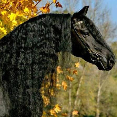 Gezocht grote friese hengst, Dieren en Toebehoren, Hengst, Dressuurpaard, 3 tot 6 jaar
