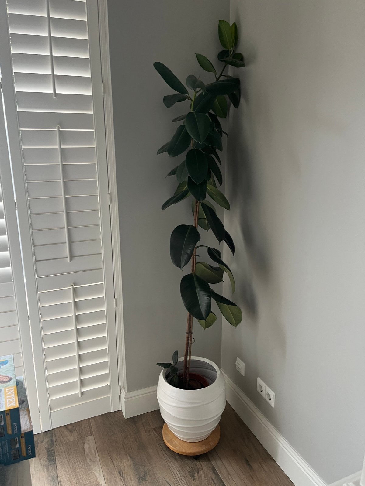 Grote ficus kamerplant, Huis en Inrichting, Kamerplanten, Ophalen, Ficus, In pot, 150 tot 200 cm