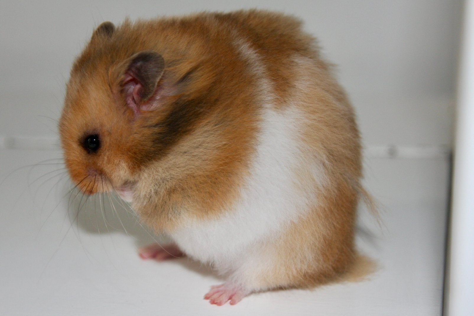 Wachtlijst Syrische Hamster/Goudhamster nest november open!, Dieren en Toebehoren, Hamster, Meerdere dieren, Tam, Oktober