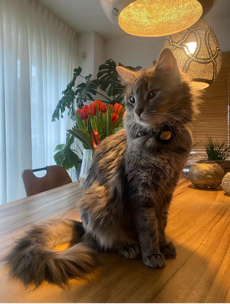 Maine Coon x Noorse Boskat kittens, Dieren en Toebehoren, Katten en Kittens | Raskatten | Langhaar, Meerdere dieren, Ontwormd