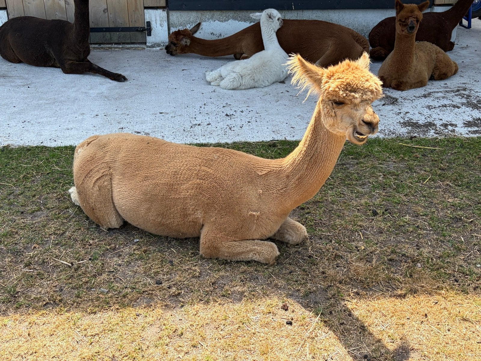 Foto 5 van Te koop goed bewezen alpaca hengst van 2021