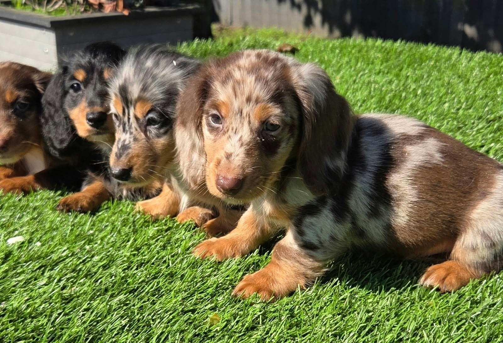 Merle & choco merle  langharige Dwergteckel pups, Nederland, CDV (hondenziekte), 8 tot 15 weken, Dwerg