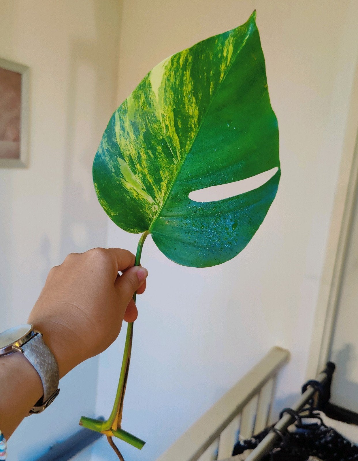 Monstera Aurea yellow variegata stek, Huis en Inrichting, Kamerplanten, Ophalen, Halfschaduw, Minder dan 100 cm