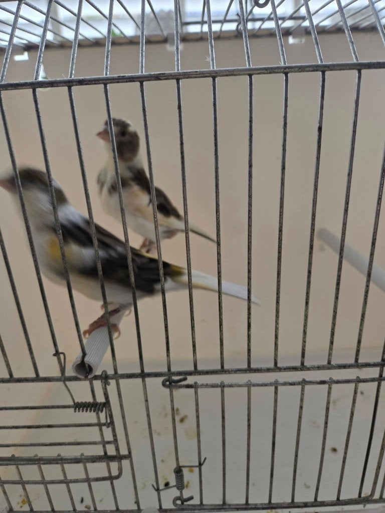 te koop harlekijn kanaries 50,00 euro  mannetje en vrouwtje, Dieren en Toebehoren, Vogels | Kanaries, Meerdere dieren, Kleurkanarie
