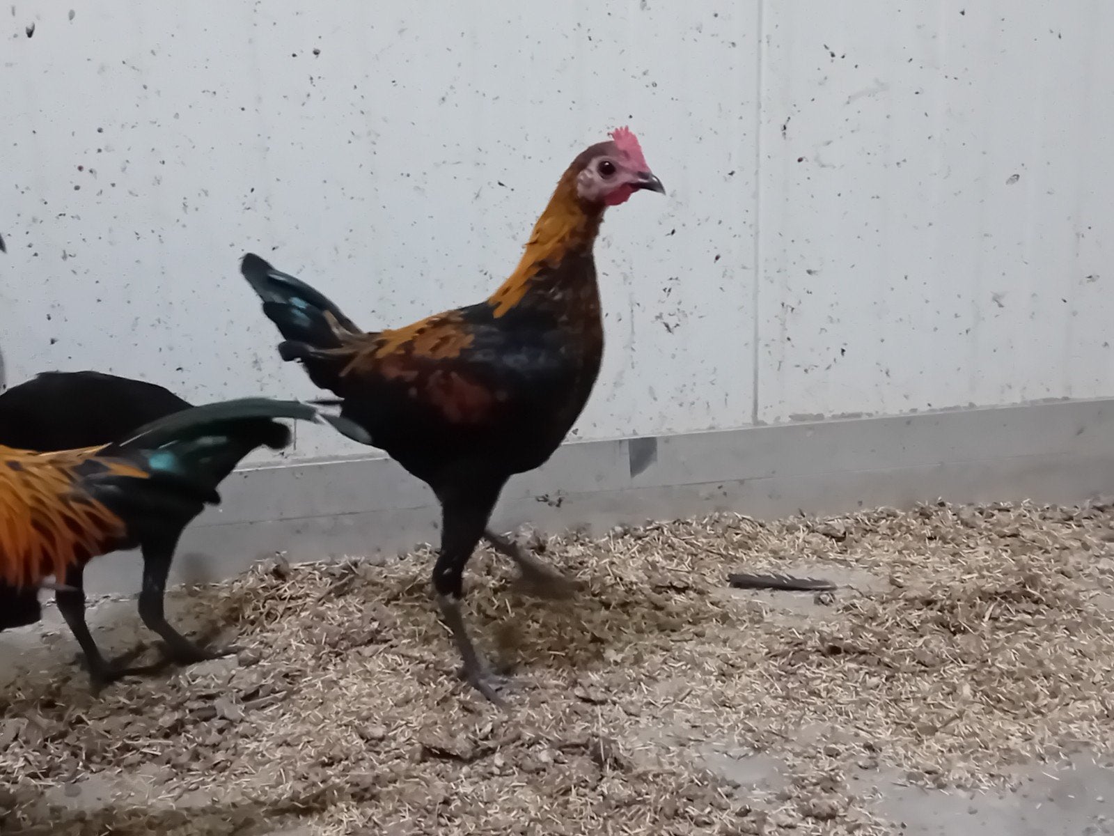 modern engelse vechtkriel haantjes, Dieren en Toebehoren, Mannelijk, Kip