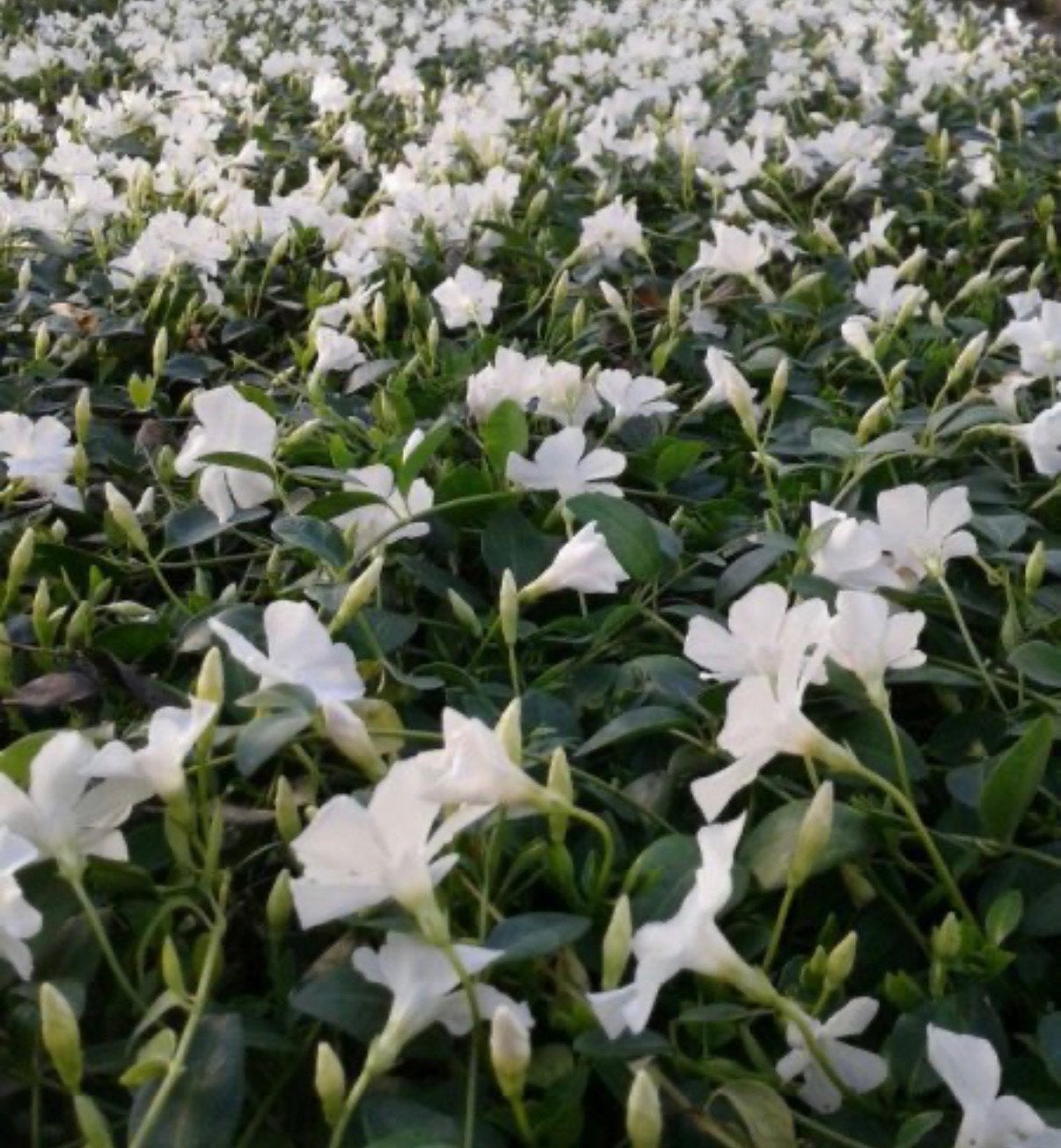 Vinca cassettes voor dak of tuin mooie groen blijvende, Ophalen of Verzenden, Overige soorten, Volle zon