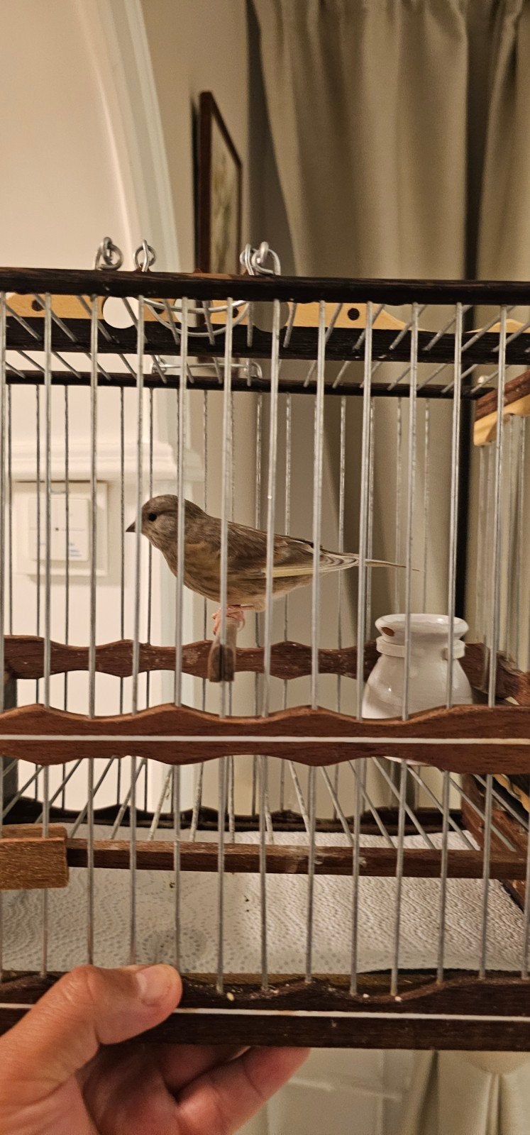 Putters vogels, Mannelijk, Wildzangvogel, Geringd