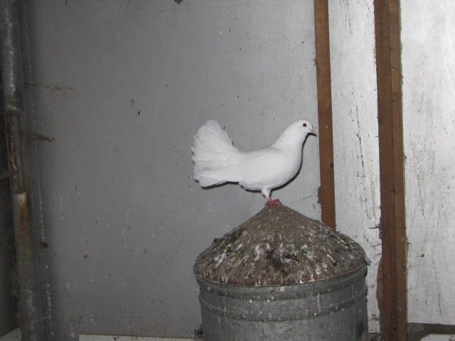 Tekoop koppel witte pauwstaartduiven, Meerdere dieren