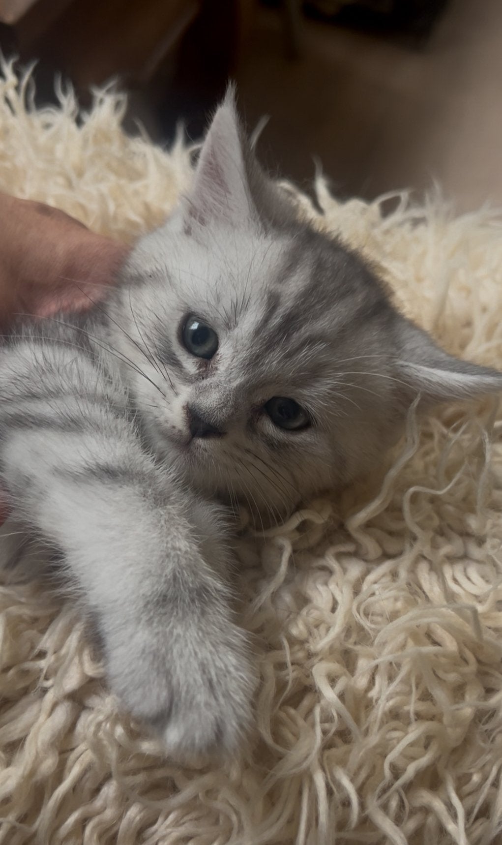 Lief gezin gezocht voor deze prachtige BritseCoontje, Meerdere dieren, Ontwormd, 0 tot 2 jaar