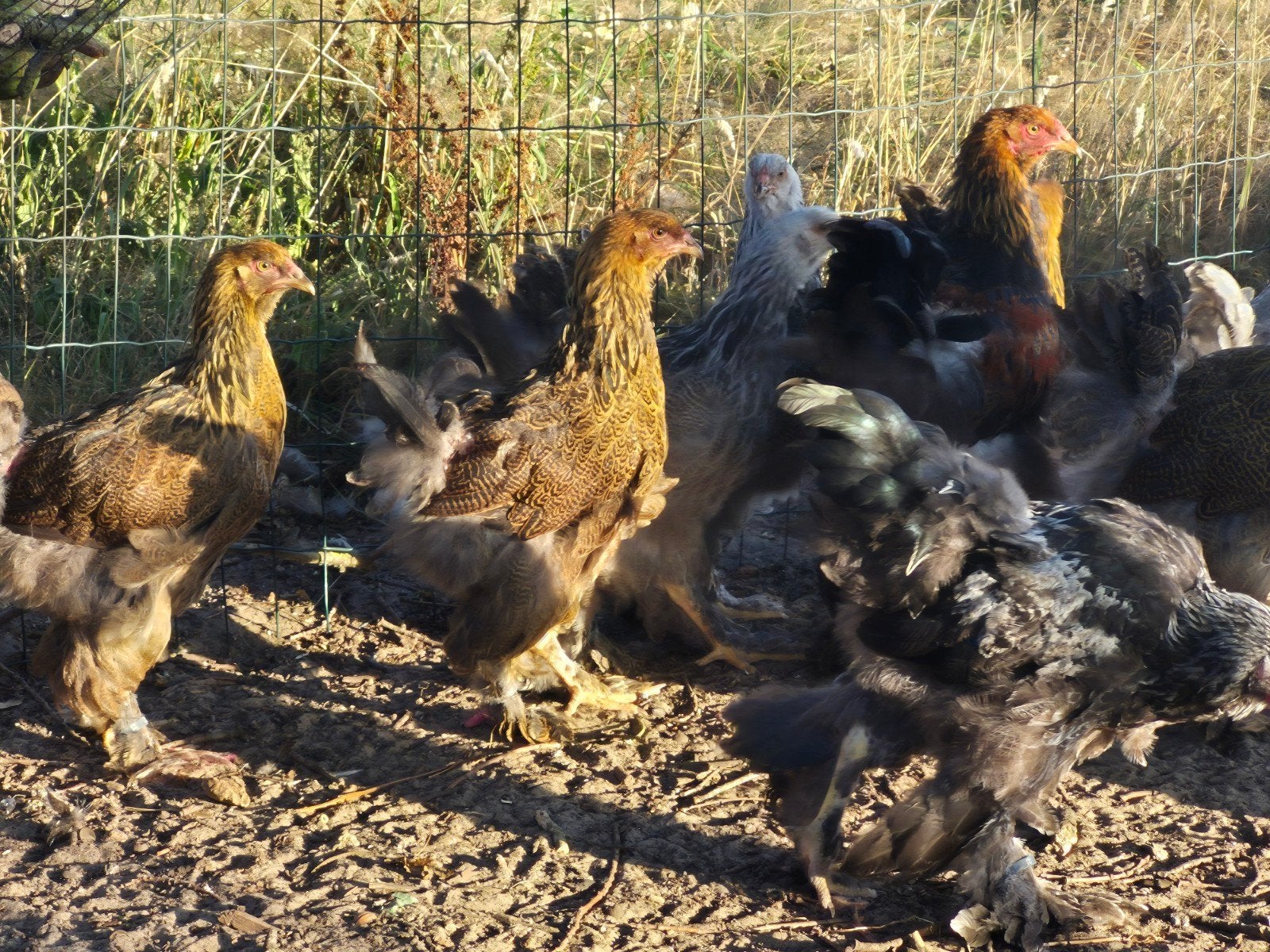 Te koop jonge brahma goudpatrijs hennen, Dieren en Toebehoren, Pluimvee, Vrouwelijk, Kip