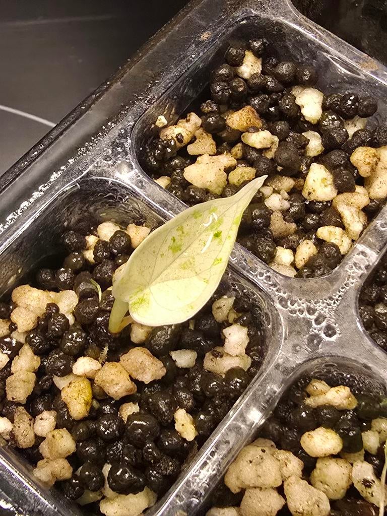 Alocasia Dragon Scale Mint, Huis en Inrichting, Kamerplanten, Verzenden, Overige soorten, Halfschaduw, In pot