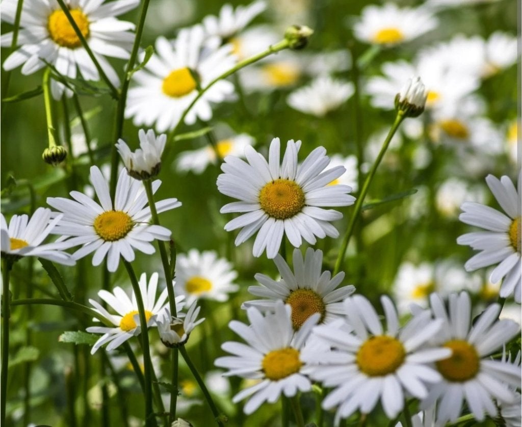 margriet inheems, Volle zon, Vaste plant, Lente, Ophalen