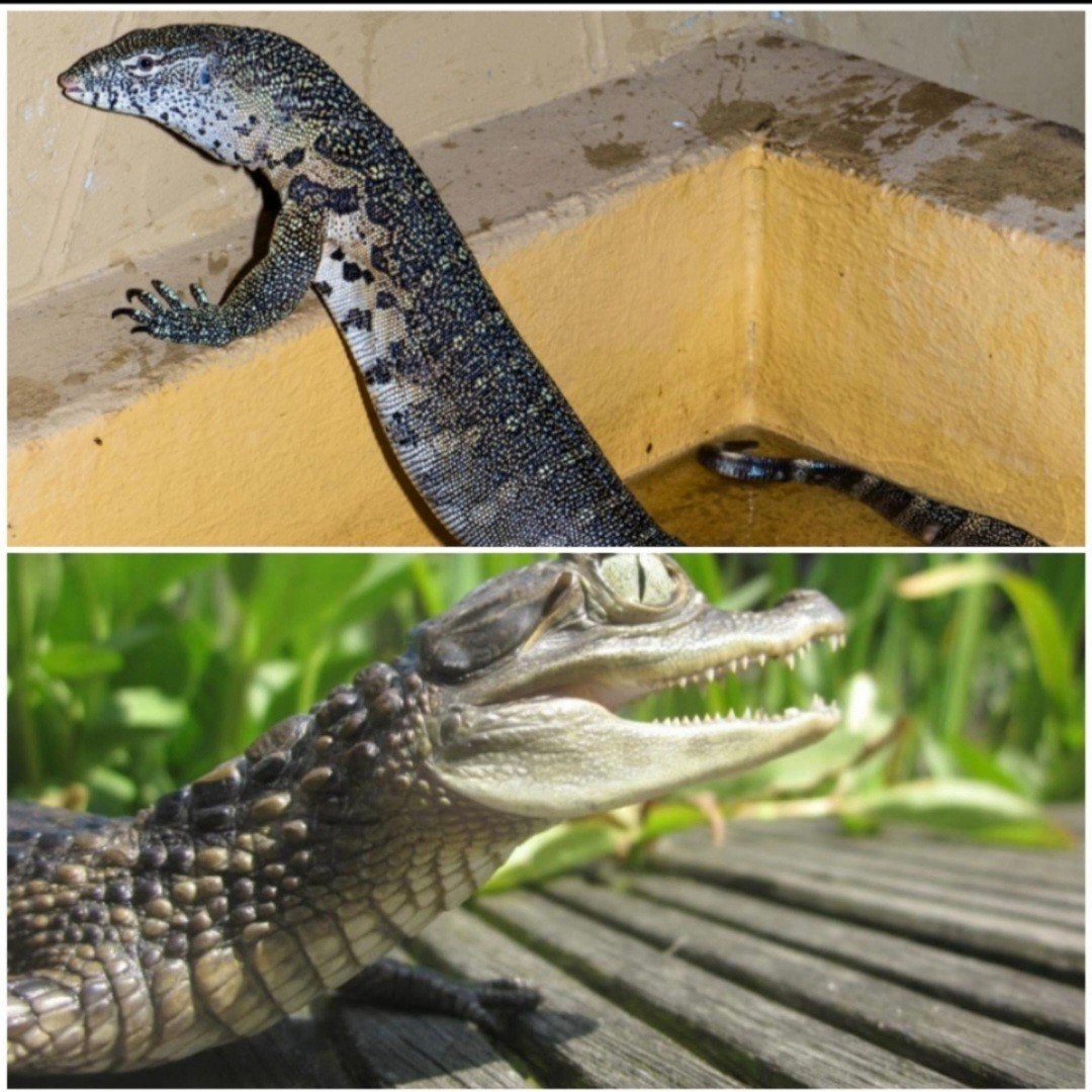 Gezocht:kaaiman of varaan/teju met bak., Dieren en Toebehoren, Met terrarium, 0 tot 2 jaar