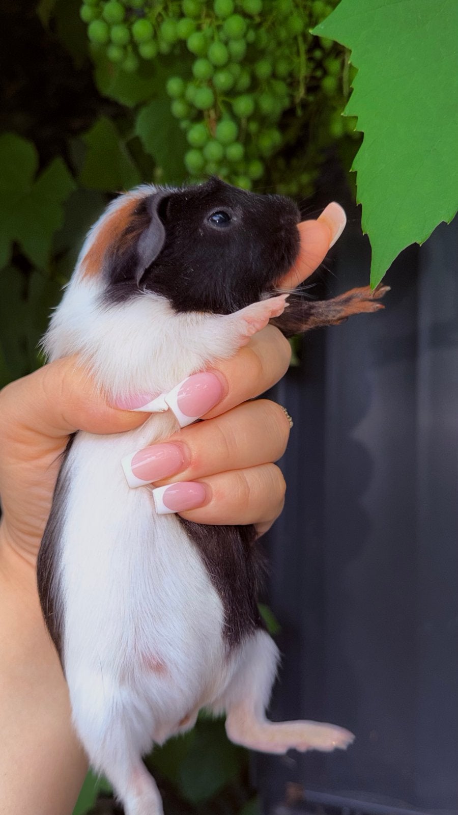 Cavias 6 weken oud, Dieren en Toebehoren, Juni, Meerdere dieren, Cavia