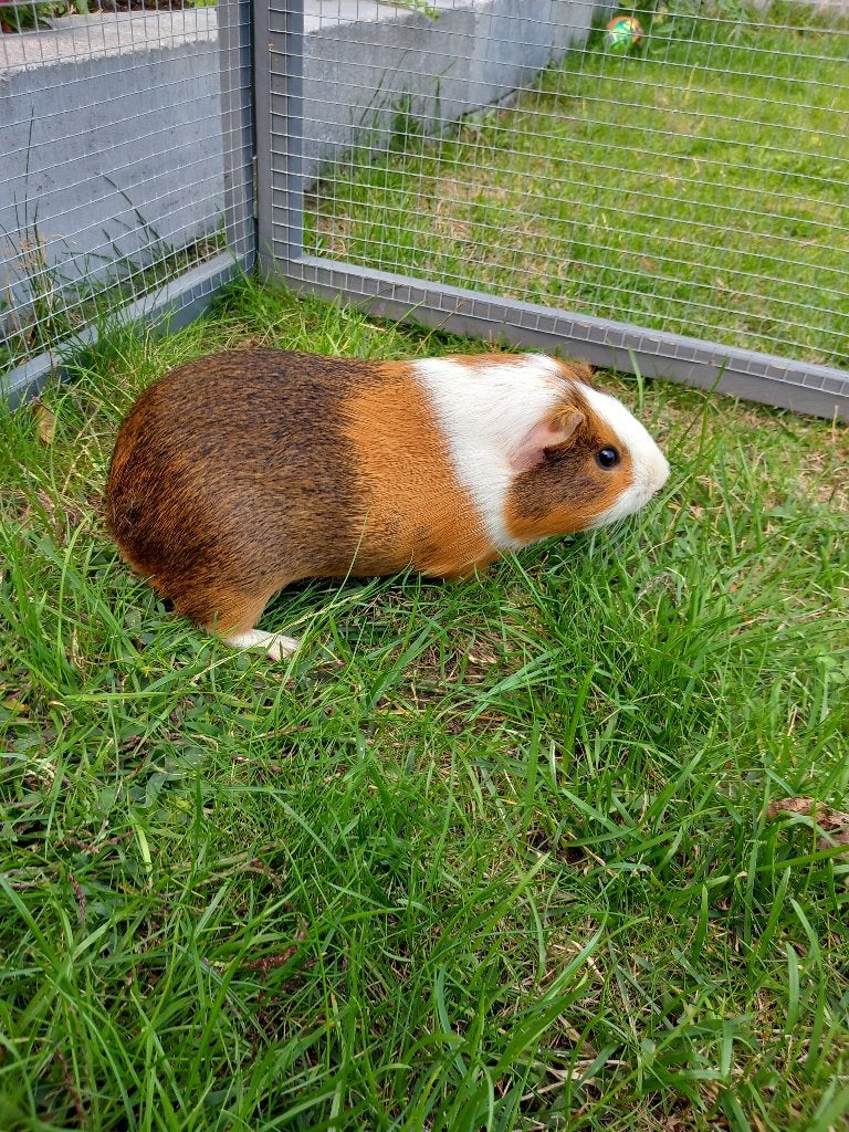 Cavia gladhaar beertje 5 mnd, Dieren en Toebehoren, April, Mannelijk, Cavia