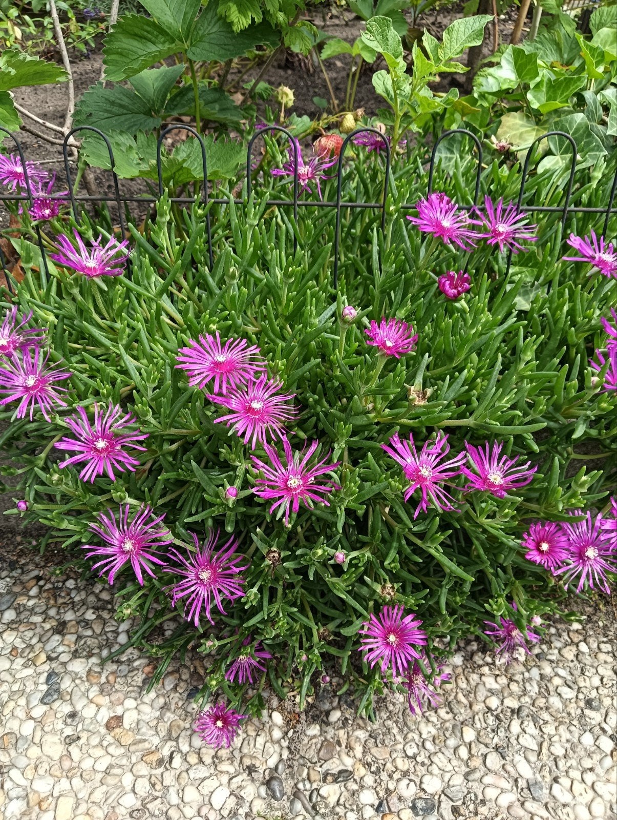 Vetplant, Ophalen, Overige soorten, Volle zon