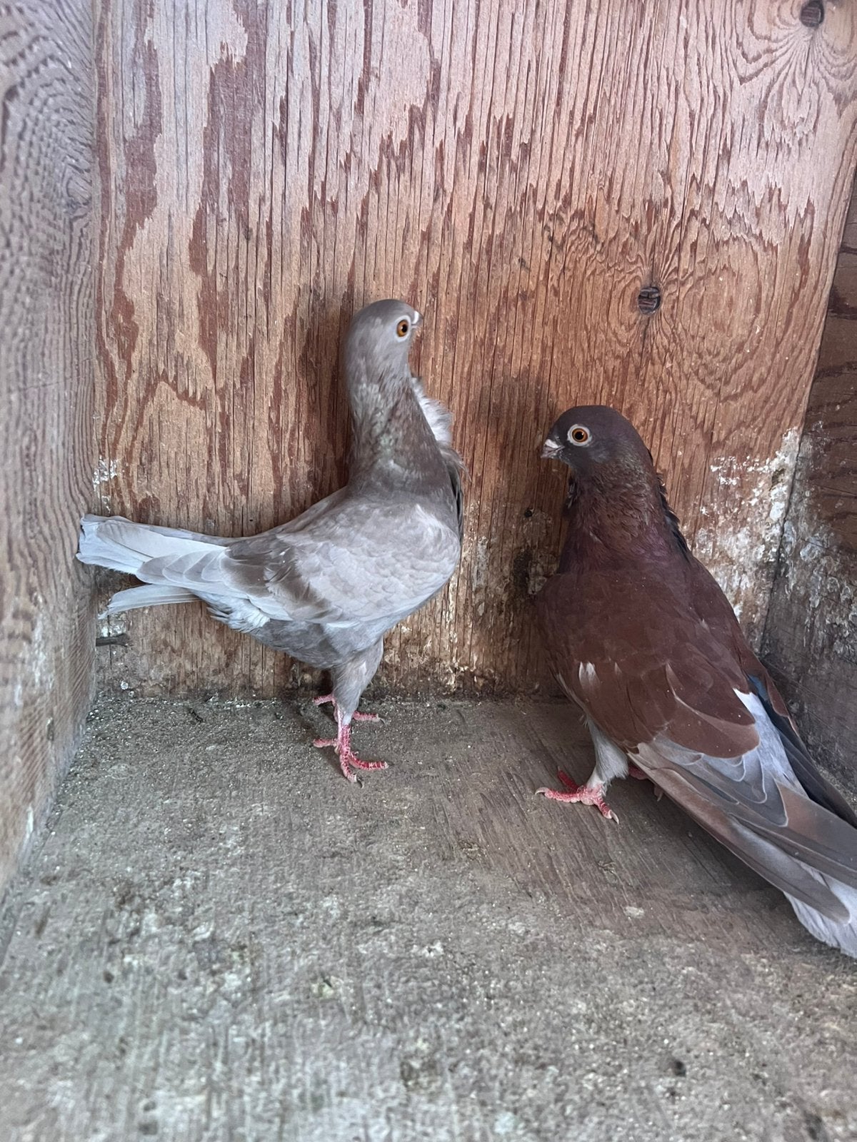 Figurita duiven, Dieren en Toebehoren, Vogels | Duiven, Meerdere dieren, Overige soorten