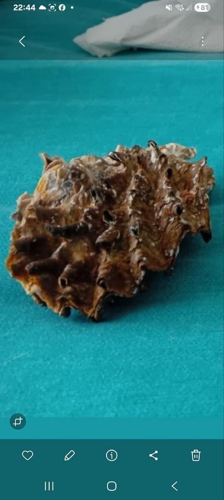 Schelp, Ophalen of Verzenden, Zo goed als nieuw