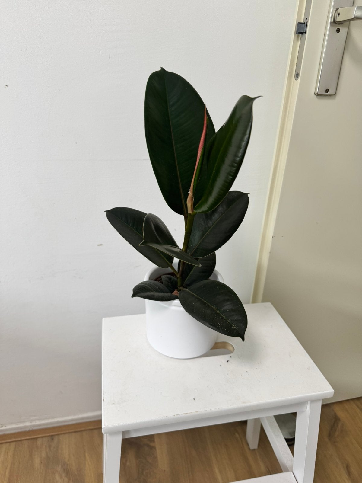 Ficus elastica, Huis en Inrichting, Kamerplanten, Ophalen, Ficus, Halfschaduw, Minder dan 100 cm