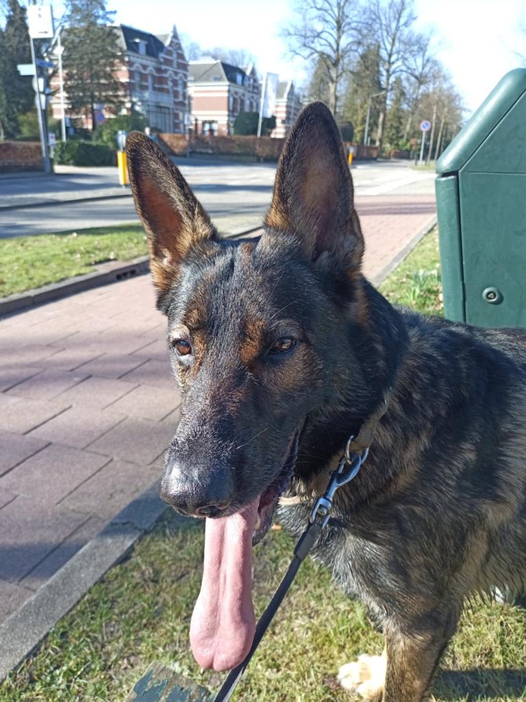 Ras mannelijke herdershond beschikbaar voor voorplanting, Dieren en Toebehoren, Honden | Herdershonden en Veedrijvers, Reu, Eén hond