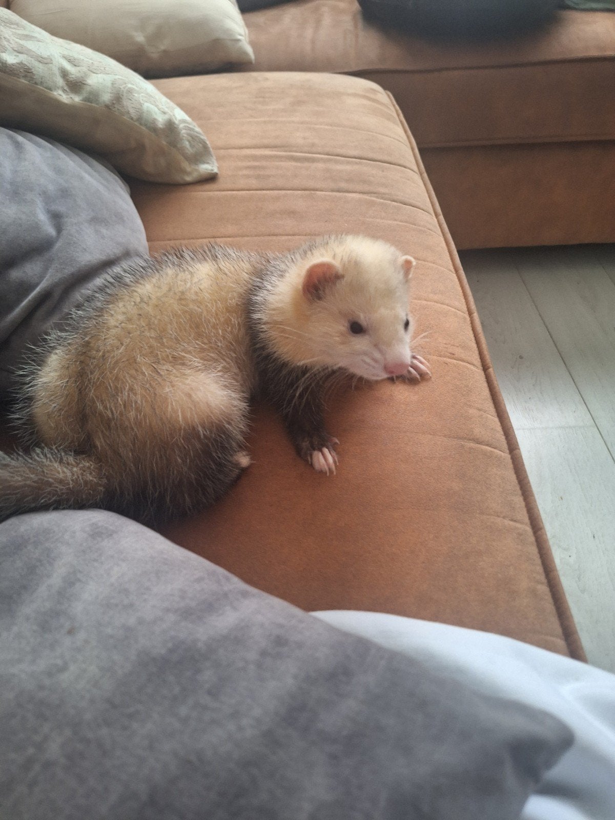 Fretje (4 maanden.), Dieren en Toebehoren, Maart, Vrouwelijk