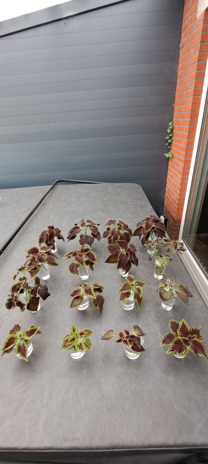 Coleus, grote stekken (siernetel), bruin met mooi sierlijk r, Bloeiende kamerplant, Ophalen of Verzenden