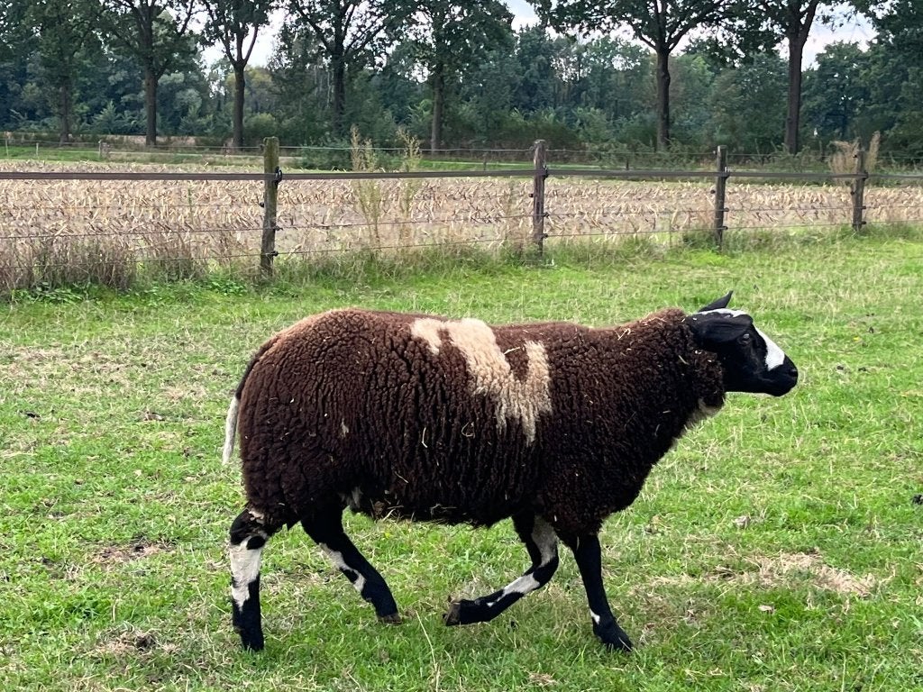 Ooi en ramlam, bont schaap, Meerdere dieren, Schaap, 0 tot 2 jaar