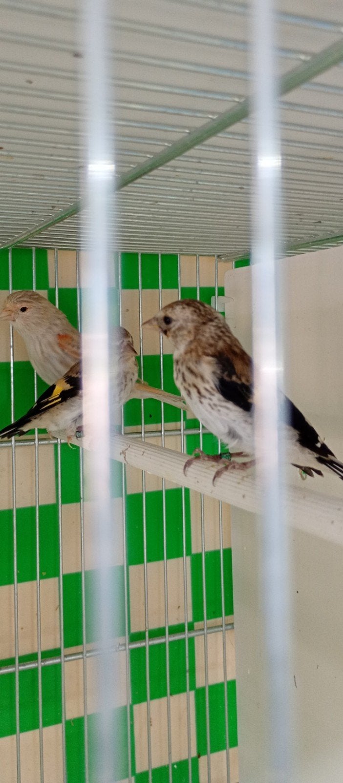 te koop parva putters van 2026 ik heb 10 stuk prijs 125 per, Dieren en Toebehoren, Vogels | Overige Vogels