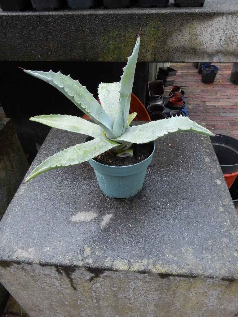 MOOIE AGAVE, Tuin en Terras, Volle zon, Vaste plant, Bloeit niet, Ophalen