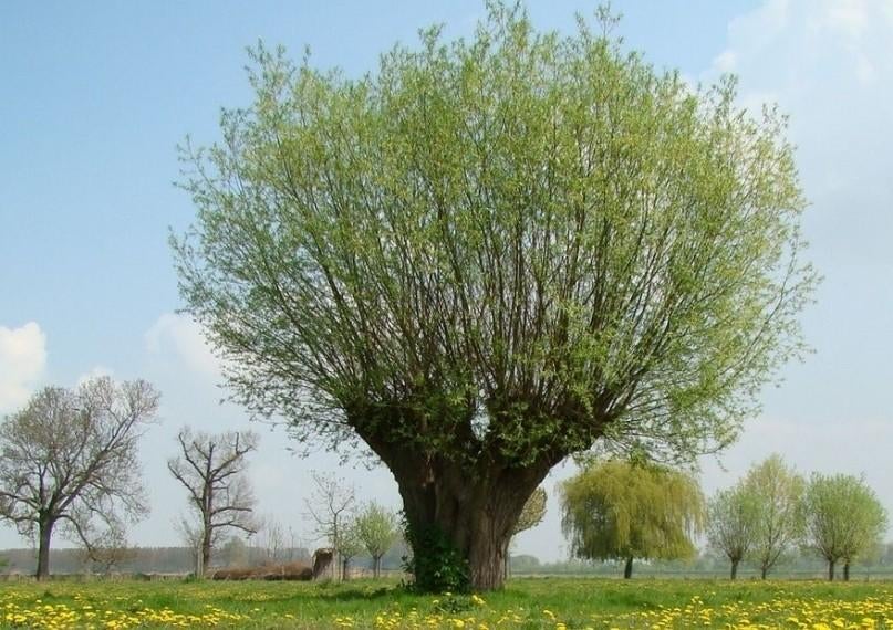 Wilgen takken., Volle zon, Vaste plant, Bloeit niet, Ophalen