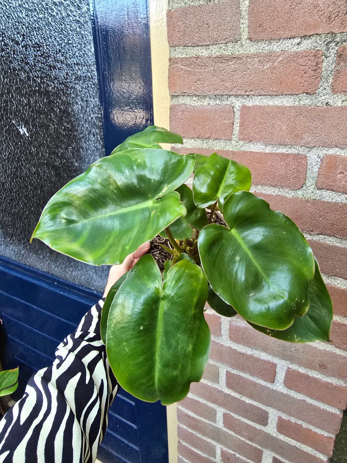 philodendron burle-marxii, Ophalen of Verzenden, Halfschaduw, Minder dan 100 cm