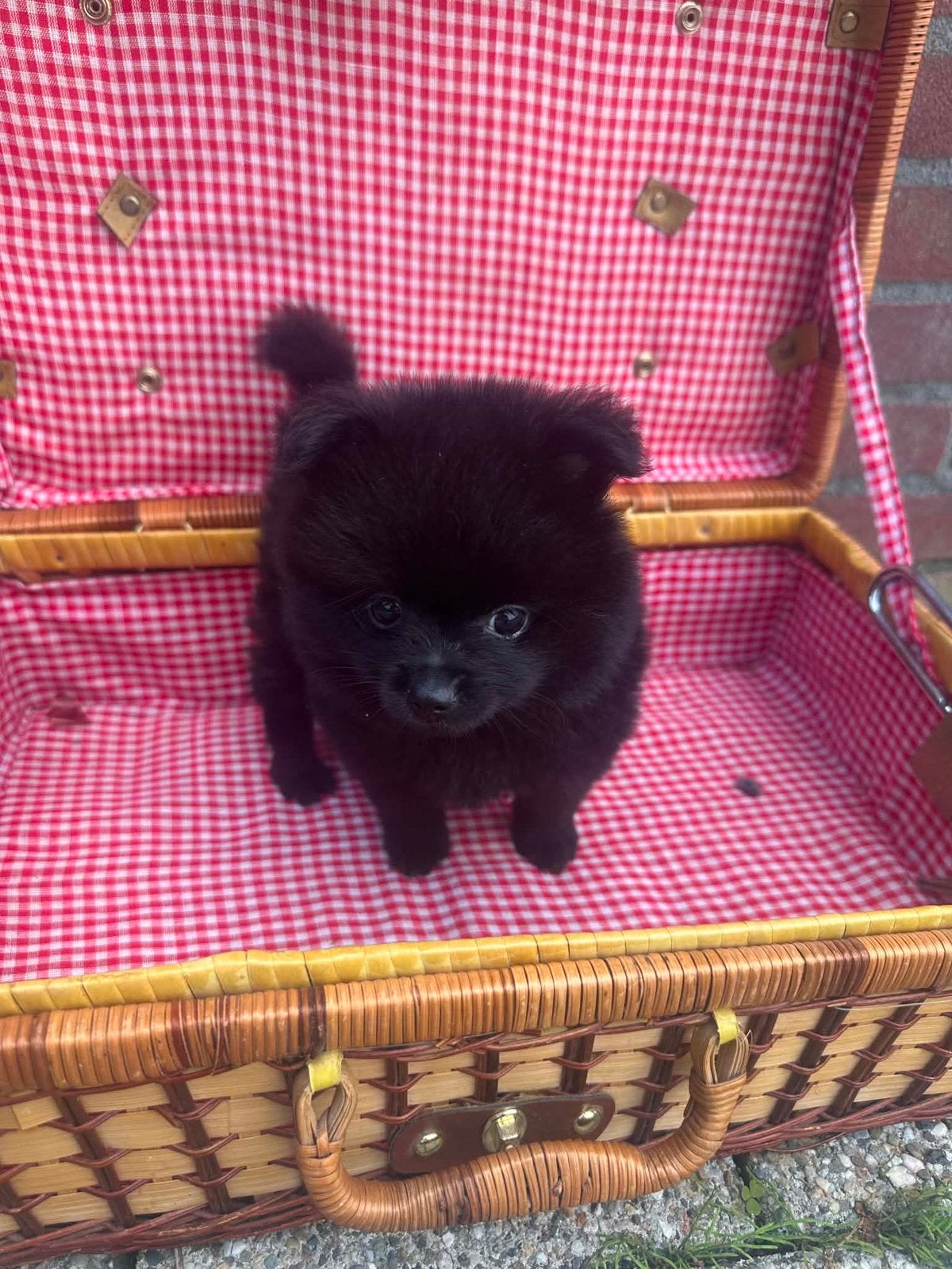 Pomeriaan pup reu, 8 tot 15 weken, Eén hond, Nederland, Particulier