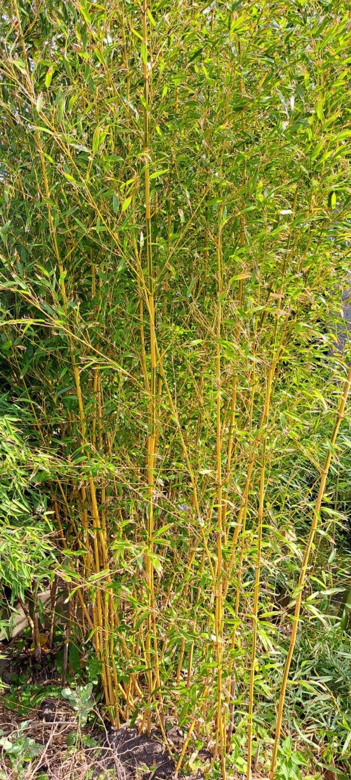 Bamboestruik, phyllostachys aureosulcata spectabilis, Ophalen, Bloeit niet, Vaste plant, Overige soorten