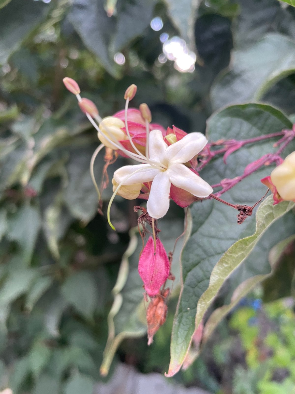 Clerodendrum trichototum, pindakaasboom, Tuin en Terras, Ophalen, Zomer, Halfschaduw, Overige soorten