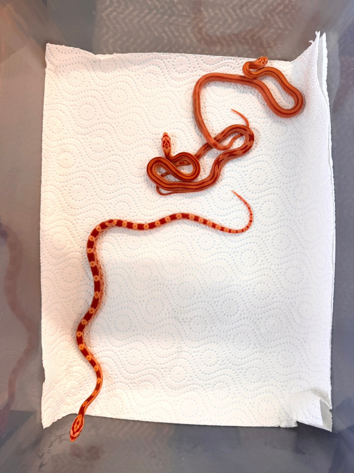 Jonge Amel Stripe korenslangen – geboren juli 2026 Corn Snake photo 2